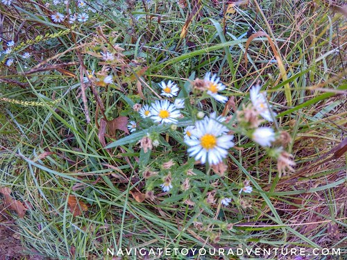 Appomattox River Trail #wildflowers