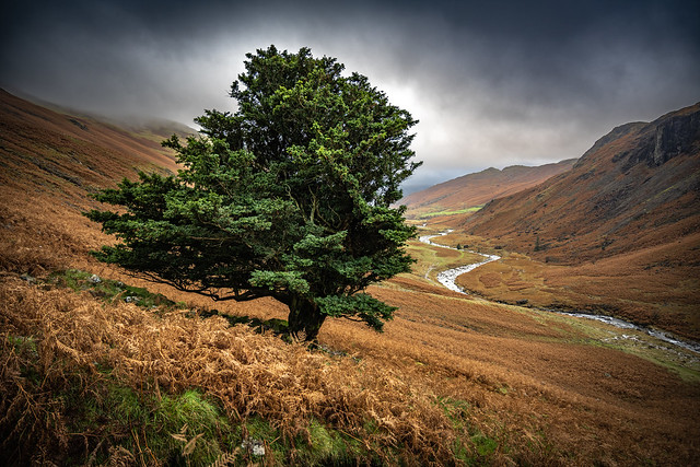 The Lone tree of Eskdale valley , The Lake District