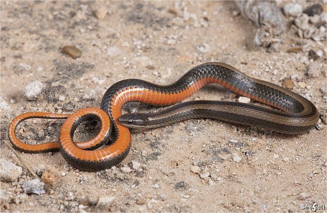Black-striped Snake (Coniophanes imperialis)