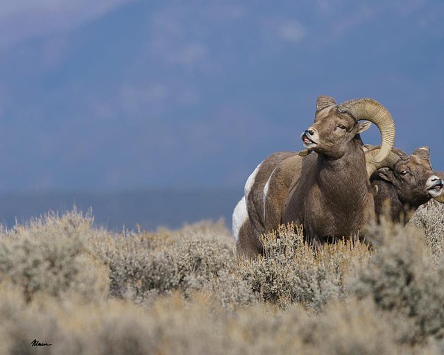 The last images for my next book. Yeah! It was worth waiting for to catch these Rocky Mountain Bighorn Sheep in rut. They were definitely beefed up. The RM Bighorn Sheep were reintroduced to New Mexico and now about 400 run in the Sangre de Cristo.