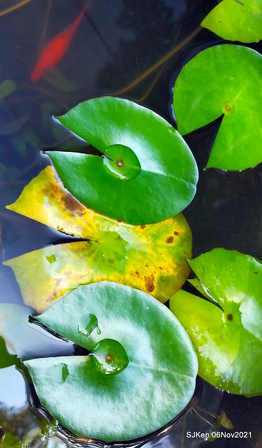 Water Lily at Green World NanGang，Taipei, Taiwan, SJKen, Nov 6, 2021.
