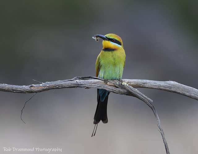 Rainbow Bee-eater - Wyperfeld National Park, Victoria