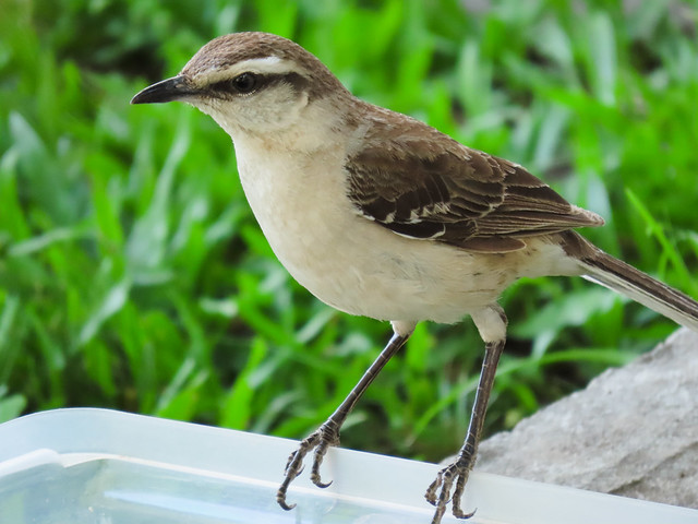 Sabiá-do-campo/Chalk-browed Mockingbird