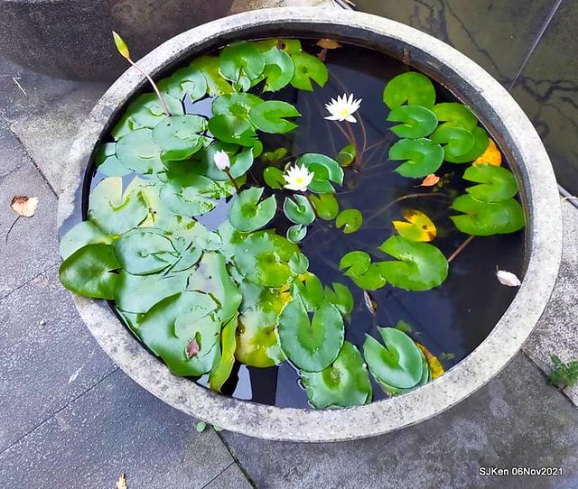 Water Lily at Green World NanGang，Taipei, Taiwan, SJKen, Nov 6, 2021.