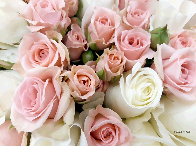 Painterly Pink & White Roses