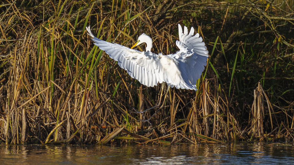 A great white egret in flight at Westhay NR Somerset