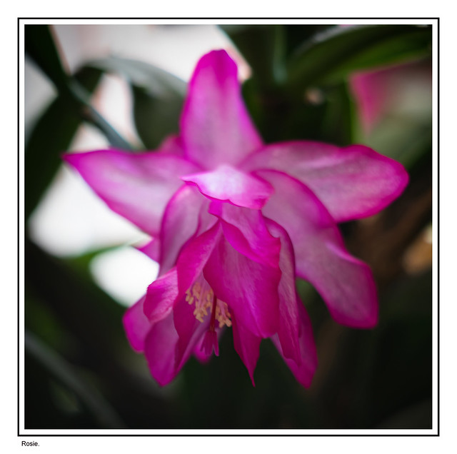 Christmas Cactus Star