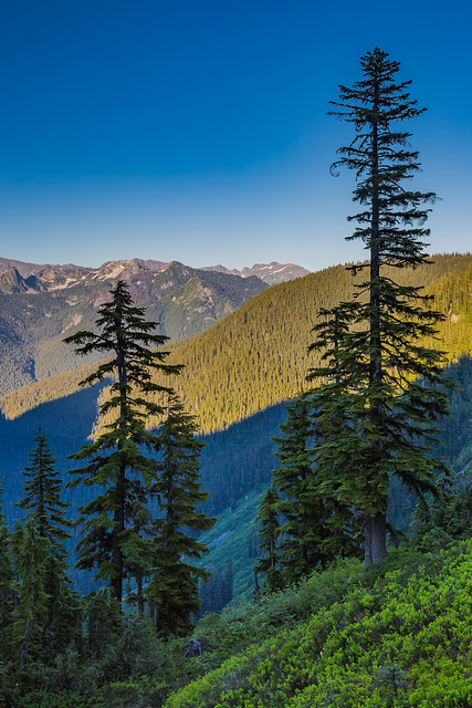 Trees High in the Cascade Mountains near Trap Lake