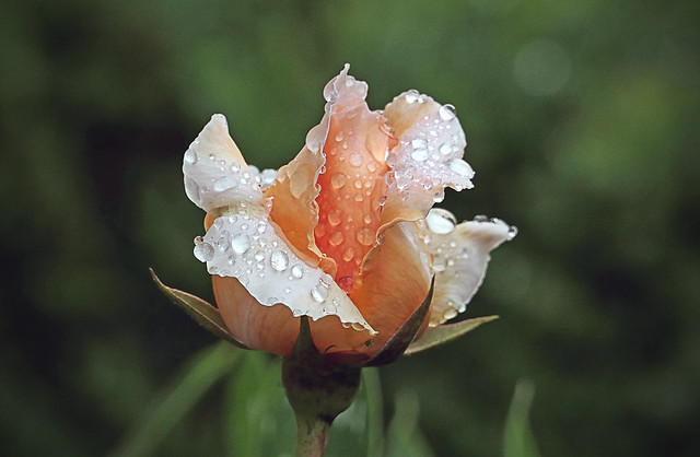 Rain drops on roses.