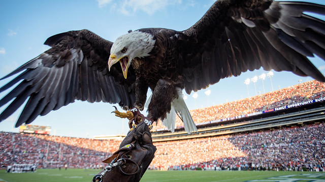 Bald eagle Spirit