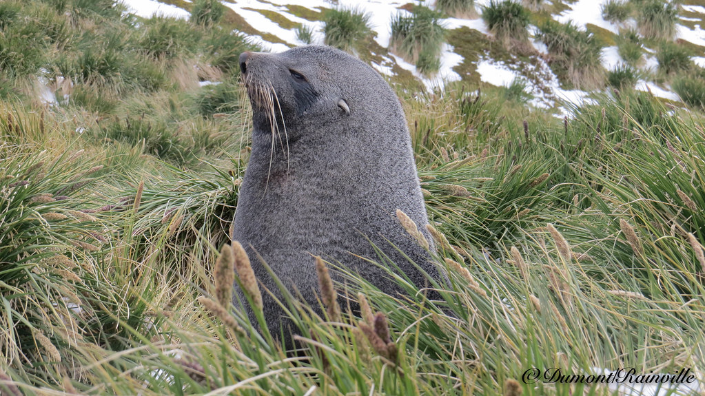 Otarie de Kerguelen / Antarctic fur seal / (Arctocephalus gazella)