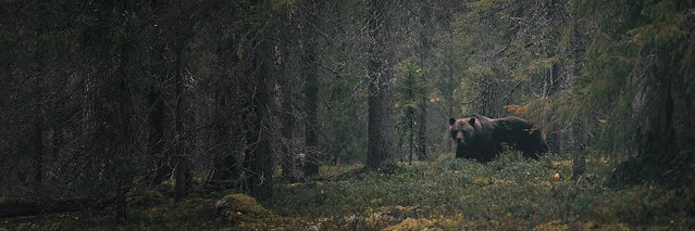 Finland Forest Bear 2