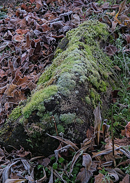 Frosty mossy garden rock 11 21 2021