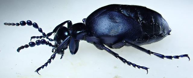 Meloe autumnalis Olivier 1792 ♂ (Coleoptera Meloidæ Meloinæ Meloini)