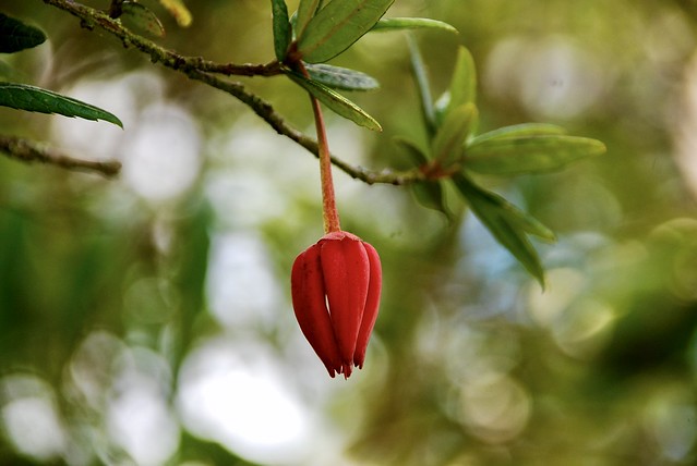 Hanging Red Bud in Kilmacurra Gardens