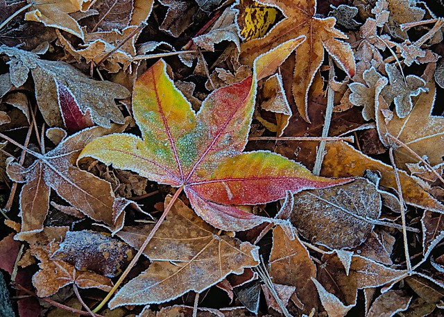 Frosty leaves rainbow leaf featured 11 21 2021