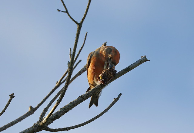 Stor korsnæb (Parrot Crossbill / Loxia pytyopsittacus)