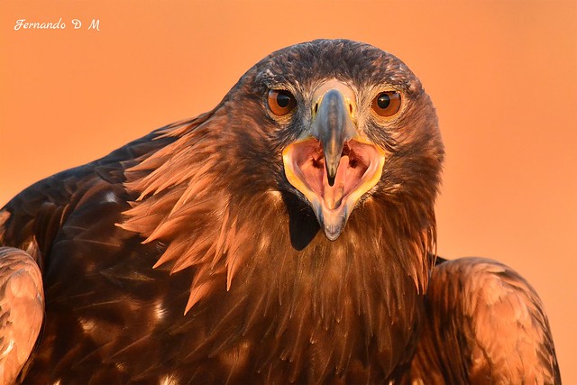 Águila real (Aquila chrysaetos). PORTRAIT OF GOLDEN EAGLE AT SUNSET