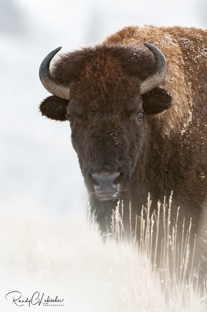American Bison | Bison bison | 2021 - 1