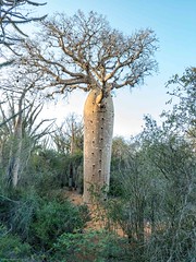 Fony Baobab (Adansonia rubrostipa)