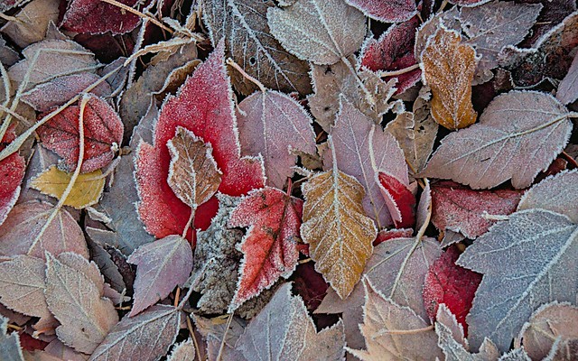 Frosty leaf pile light colors mix 11 21 2021