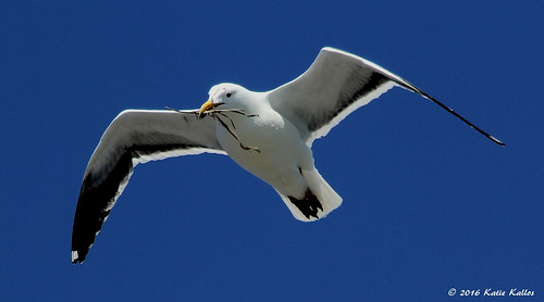 5-15-16 (151)  In Flight Seagull with Nest building materials! | by KatieKal