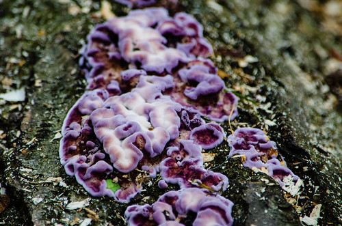 Violet crust, Bantock