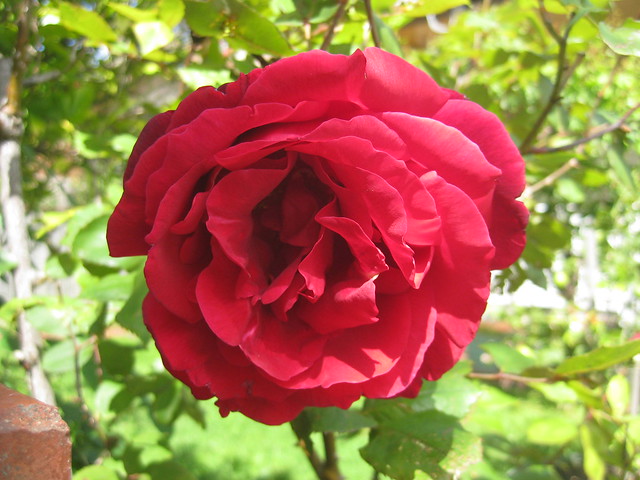 A Red Rose Bloom - Preston