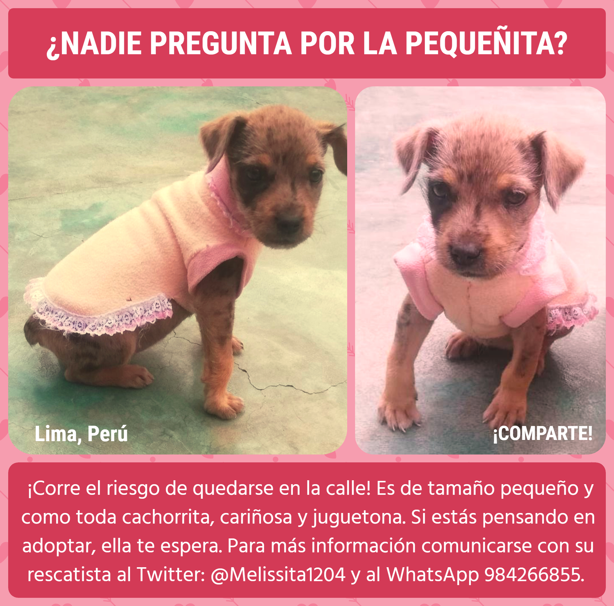 Cachorrita pequeñita en adopción responsable. Lima