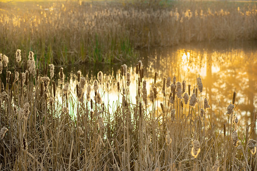 typha bulrush reedmace cattail sunrise reflection pond water plants nature flora morning nikon nikkor massachusetts golden chancyrendezvous davelawler davidlawler