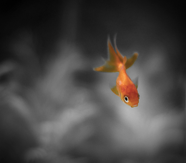 Pet Portrait | Goldfish