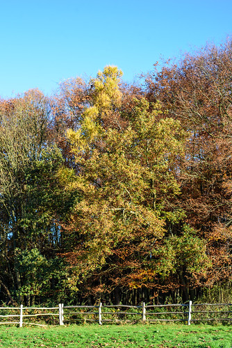 Sutton Park | by Arriving Somewhere Photography