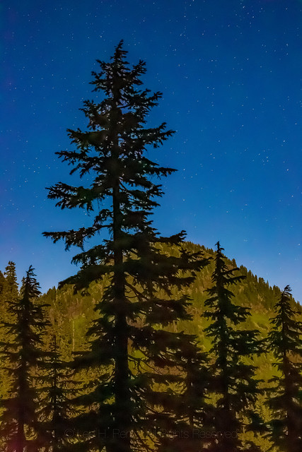 Trees High in the Cascade Mountains near Trap Lake
