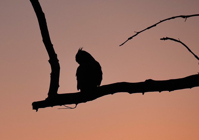 great horned owl silhouette