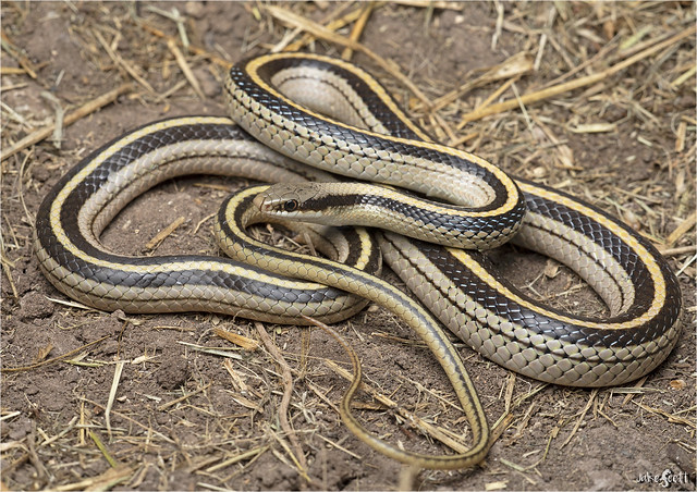 Texas Patchnose Snake (Salvadora grahamiae lineata = Salvadora lineata)
