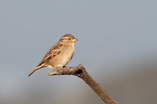 pardal comum  -  House sparrow