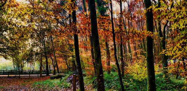 Forêt d'automne.