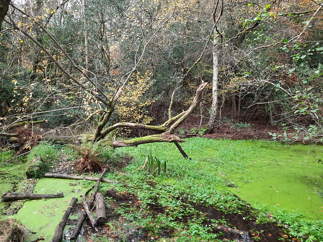 Furnace pond in Cognor Wood, Linchmere, West Sussex
