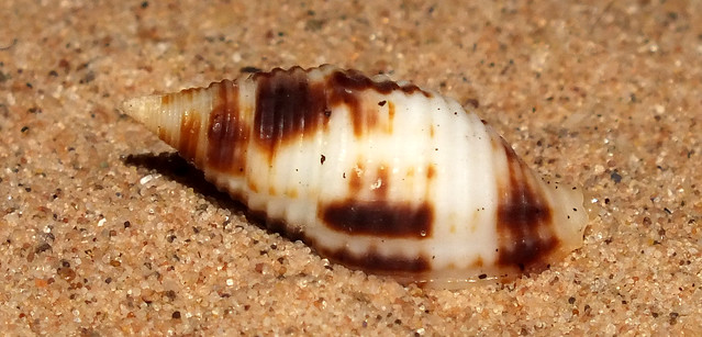 Rusty miter (Nebularia ferruginea)