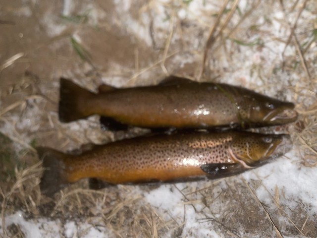 Huge brown trout