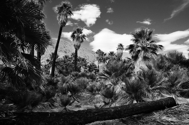 Hidden Palms Oasis - Coachella Valley Preserve