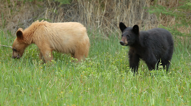 Black Bear cubs...#61 (My brother from the same mother...)
