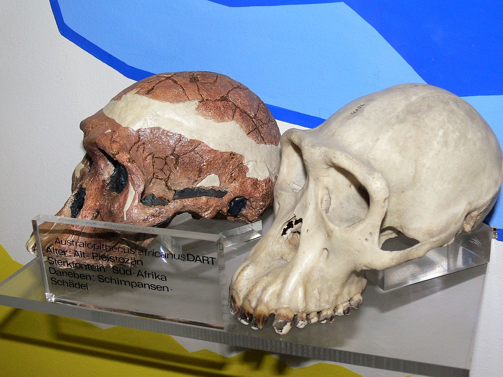 Australopithecus africanus + Pan troglodytes P1170583