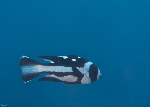 Black-and-white Snapper - Macolor niger