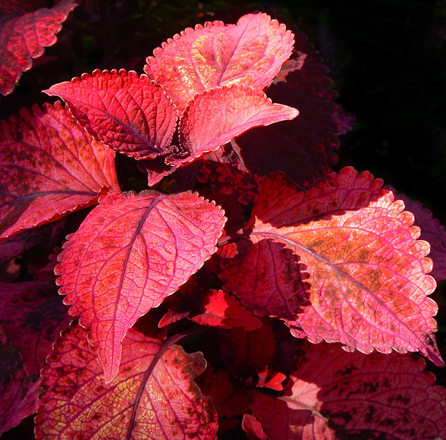red-pink Coleus leaves with scalloped edges creating scalloped shadows on themselves