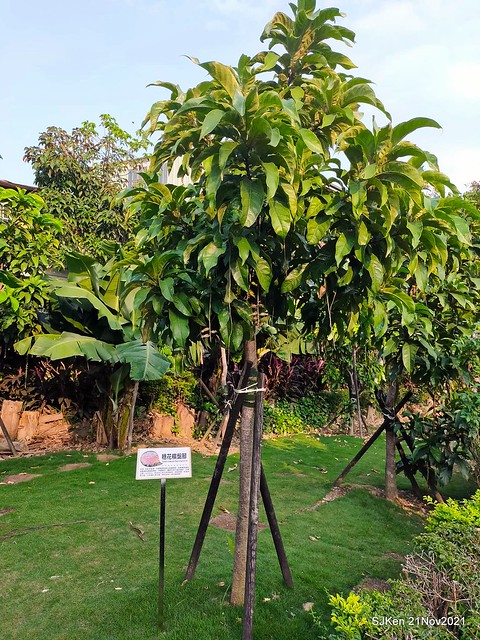 新北市泰山區楓樹河濱公園「蒜香藤」(Garlic Vine)花季，2021.11.19 ~ 2021.11,28, SJKen, Hsinpei city, Nov 21, 2021.