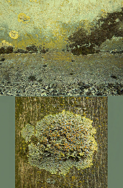 Abstract diptych collage combining a lichen crusted cement wall with a fruiting lichen on the bark of a tree