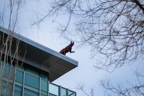 Coyote on top of Brown Family House of Learning
