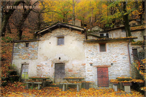 Under a rain of leaves, boscoautunnale autumnalwood fallcolours escursione hiking foliage fogliegialle yellowleaves