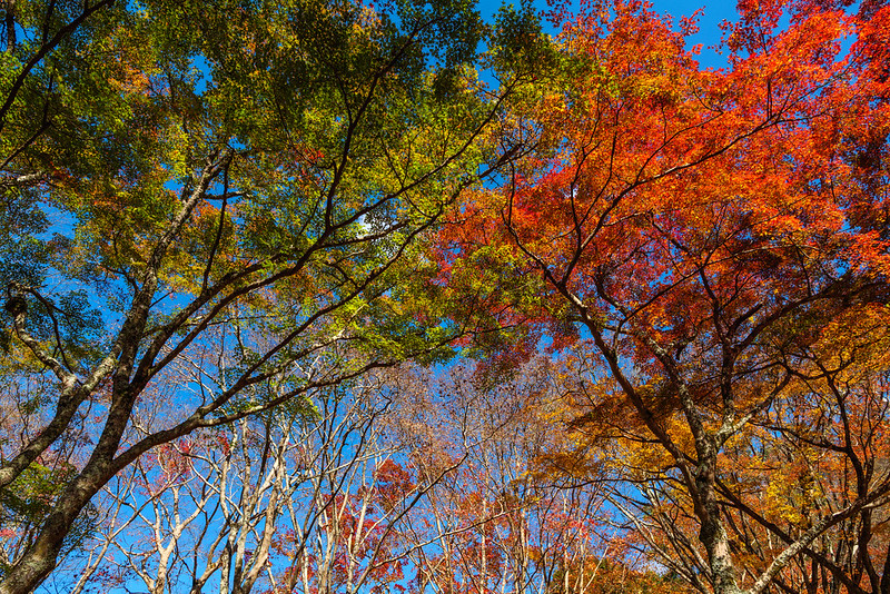 Autumn foliage at Mt.Kasagi